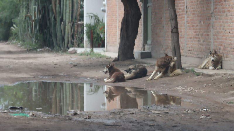 Criadero clandestino